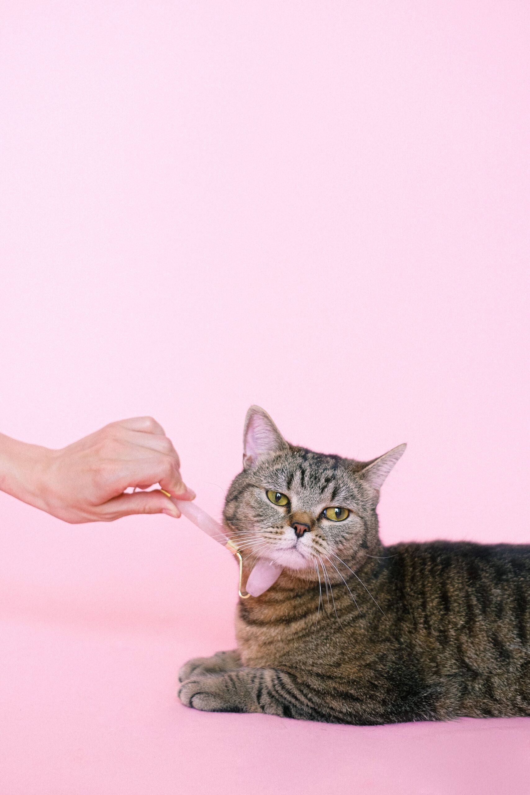 Kedi Tam Bakım Paketi