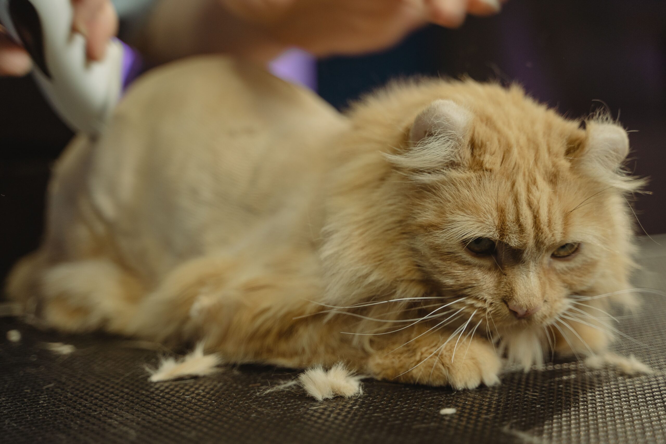 Kedi Aslan Tıraşı